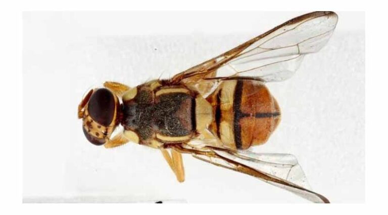 Oriental Fruit Fly Update