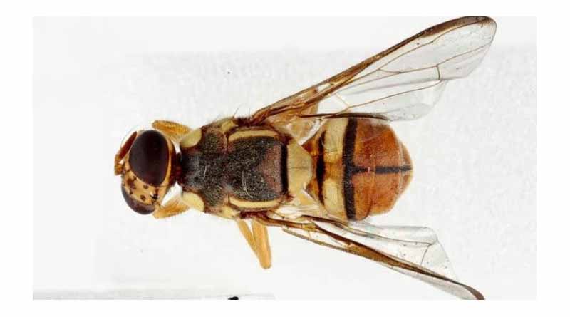 Oriental Fruit Fly Update