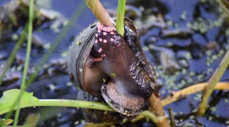 Invasive Apple Snail In Kenyan Irrigation Scheme Could Potentially Spread To More Areas