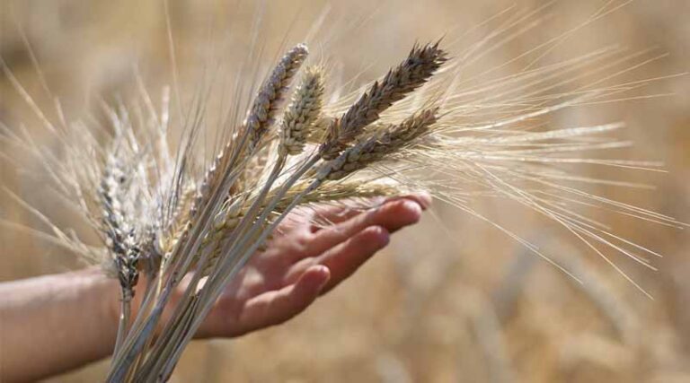 FAO Food Price Index Dips During The Month Of December