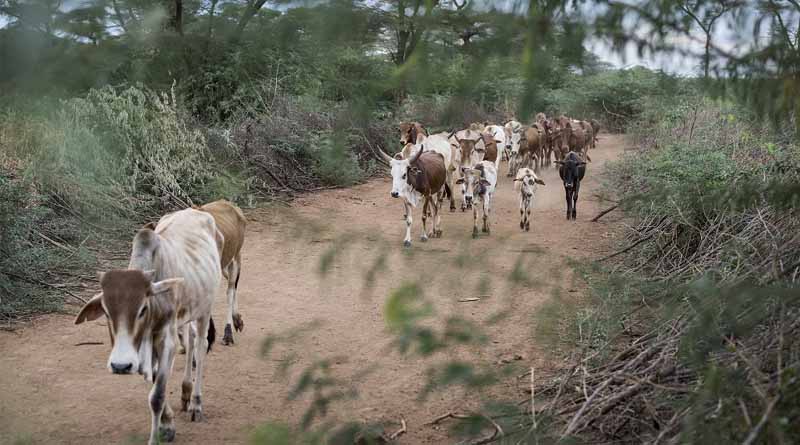 New CABI Book Explores The Ecology And Management Of Invasive Prosopis Trees In Eastern Africa