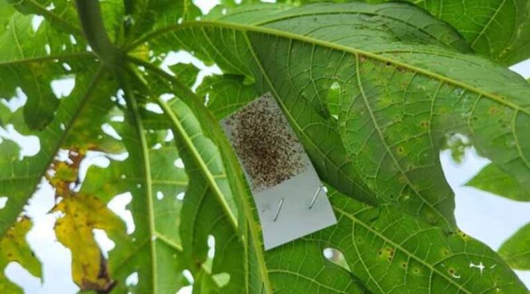 Sustainable Biological Control Agent Approved To Fight Papaya Mealybug Pest Across Kenya