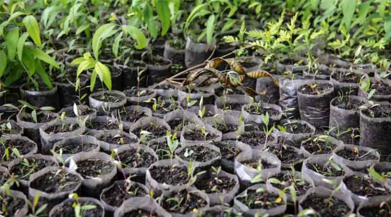 On Scaling Agricultural Innovations: Insights From 2024 Scaling Fund Winners
