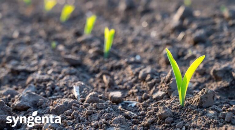 SY SIGNET – The New Spring Barley With Different Market Options