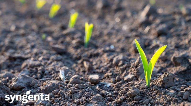 SY SIGNET – The New Spring Barley With Different Market Options