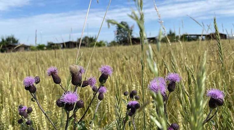 A Summary Of Findings: How Can Organic Agriculture Be Expanded Worldwide?
