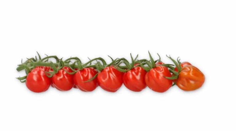 New Rijk Zwaan Tomato Varieties Combine High Resistance With Flavour
