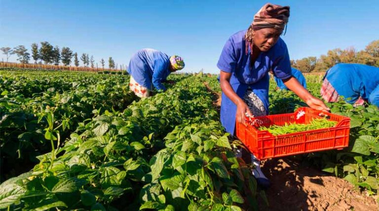 Bayer And Pula Foundation Partner Up To Insure 10 Million Smallholder Farmers In Sub-saharan Africa And South Asia