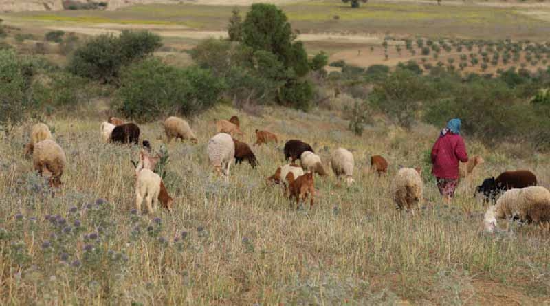 Workshop On The Sustainable Development Of Silvopastoral Systems In Tunisia