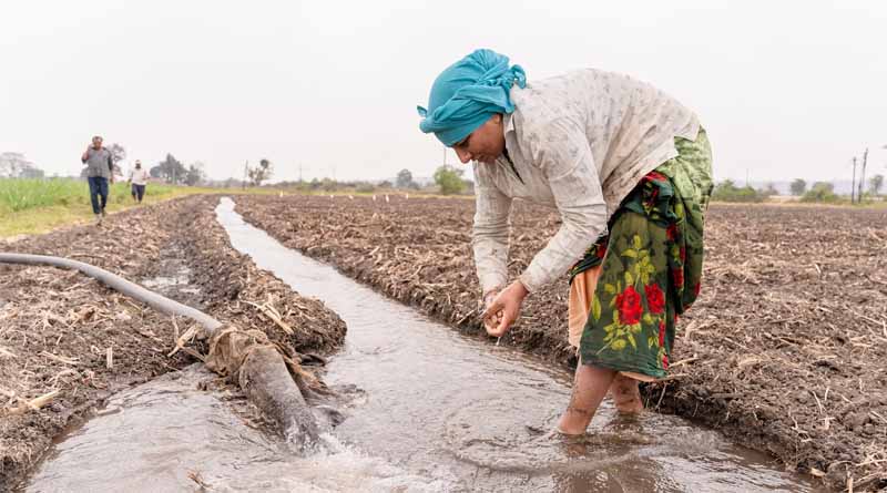 Rabi Season 2024-25: Wheat Leads, Oilseeds See a Decline-Full Report Inside