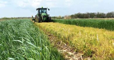 Planting Soybean Green Proves Effective for Waterhemp and Palmer Amaranth Suppression