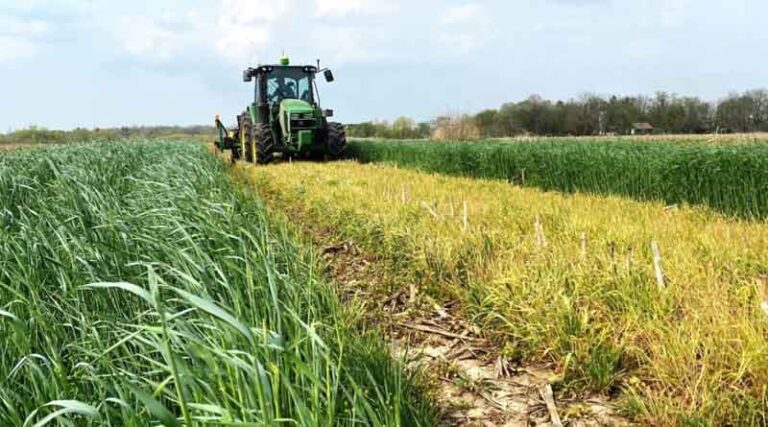 Planting Soybean Green Proves Effective for Waterhemp and Palmer Amaranth Suppression