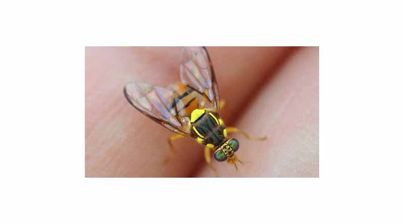 Discovery Of Fruit Fly A Concern For Growers
