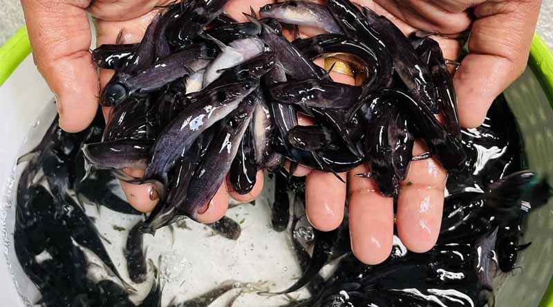 Breakthrough In Captive Breeding Of Endangered Black-collared Yellow Catfish Horabagrus Nigricollaris