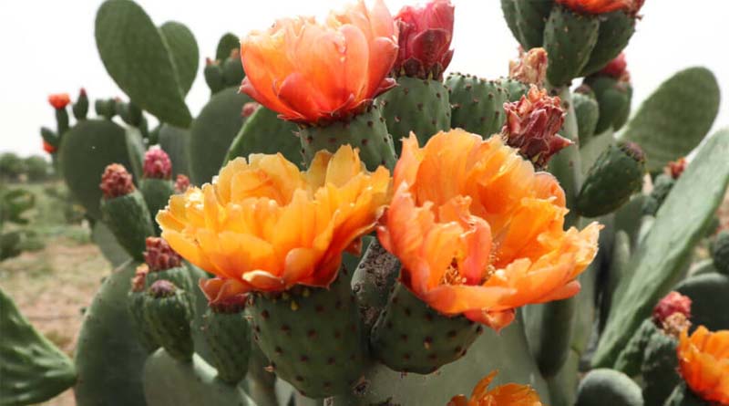 The Potential Of Cactus Pear For Dryland Farming