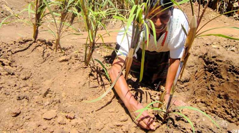 More than 70 Percent Of Latin American And Caribbean Countries Exposed To Extreme Weather Events: UN Report