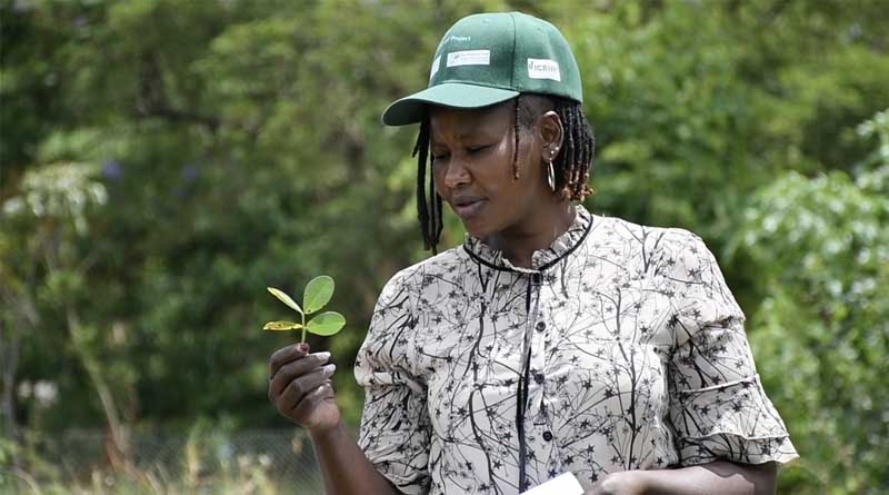 Disease And Pest Management Of Legumes And Cereals In Africa