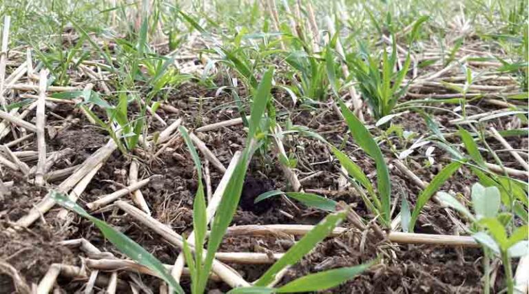 Maximising Weed Control: Strategies For Effective Management In 2025