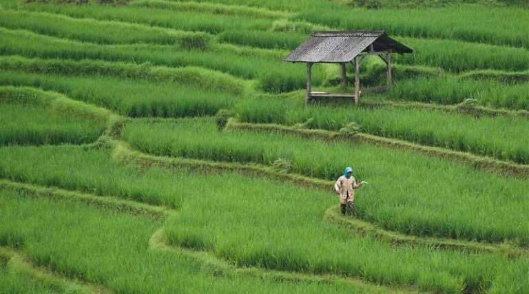 Latest Rabi 2024-25 Sowing Update: Growth and Decline Trends Across Major Crops