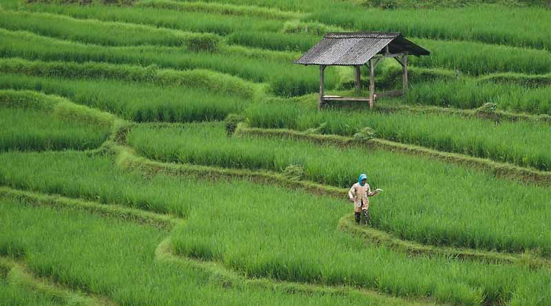 Latest Rabi 2024-25 Sowing Update: Growth and Decline Trends Across Major Crops