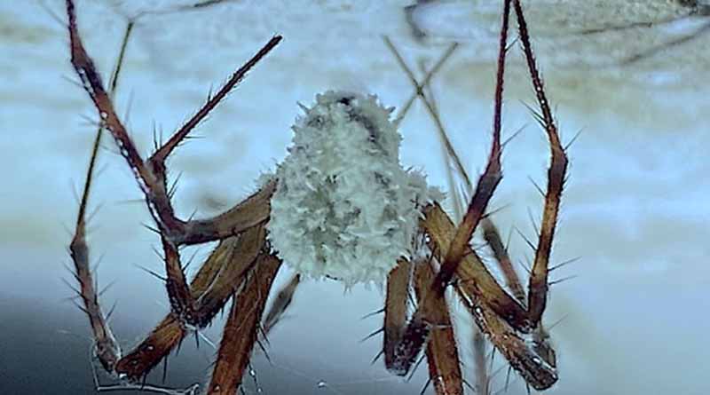 New Fungal Species Named In Honour Of Sir David Attenborough Making Zombies Of Cave Spiders On The Island Of Ireland
