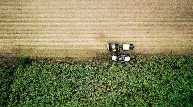 How a Tiny Fungus is Solving Brazil’s Biggest Farming Challenges
