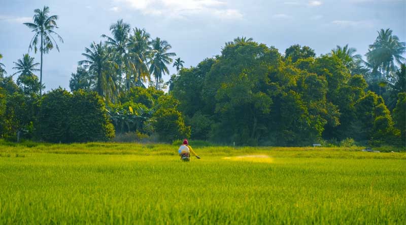 India Restricts Import of Low-Cost Herbicide Glufosinate