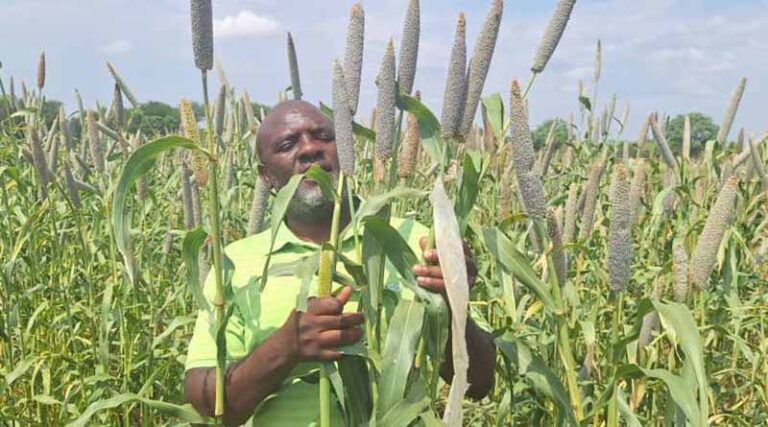 Seeds of Hope: Overcoming Zimbabwe's Drought Crisis with Community-led Innovation