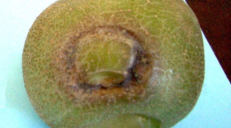 Agdia Launches Product to Simplify & Expedite RT-qPCR Methods for Detection of Potato Virus Y
