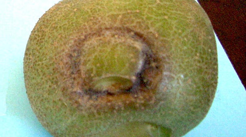 Agdia Launches Product to Simplify & Expedite RT-qPCR Methods for Detection of Potato Virus Y