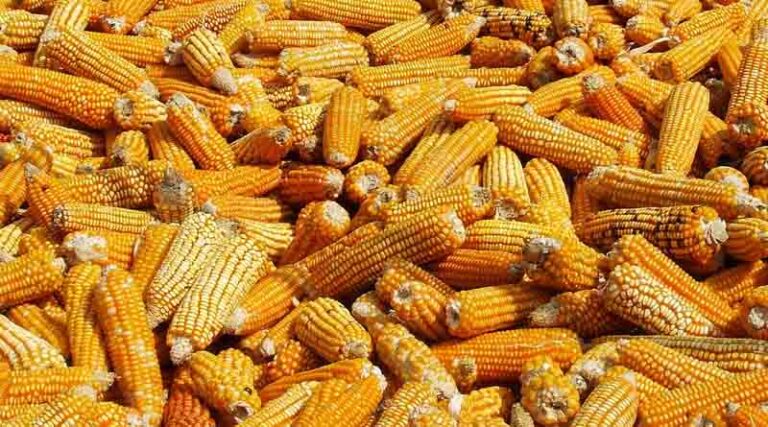 Maize Strategy for Bioethanol Production in India: Prospects and Strategic Imperatives