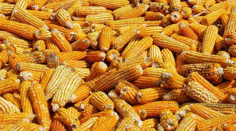 Maize Strategy for Bioethanol Production in India: Prospects and Strategic Imperatives
