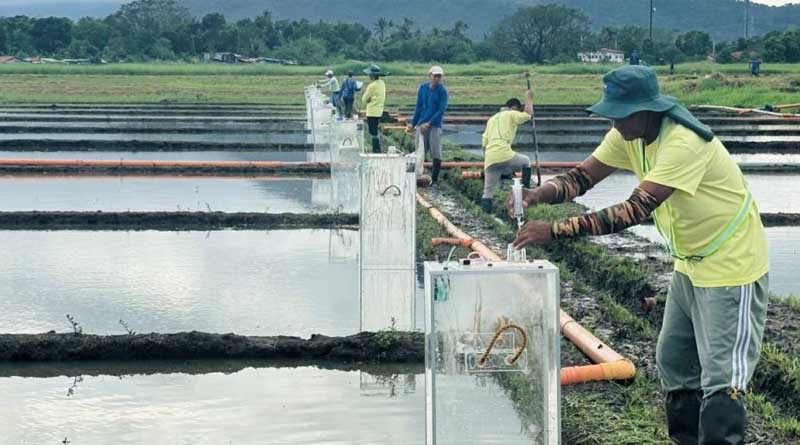 IRRI And Kubota Partner Up On Experiment To Reduce GHG Emissions