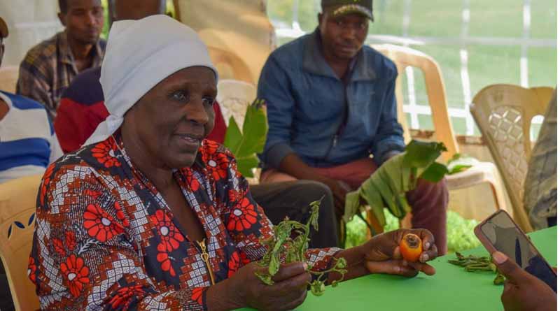 Piloting A CABI Crop Health Advisory Chatbot