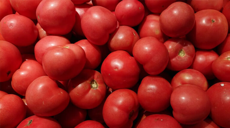 NIT Rourkela Develops Low-Cost Cooling Chamber for Tomato Transport