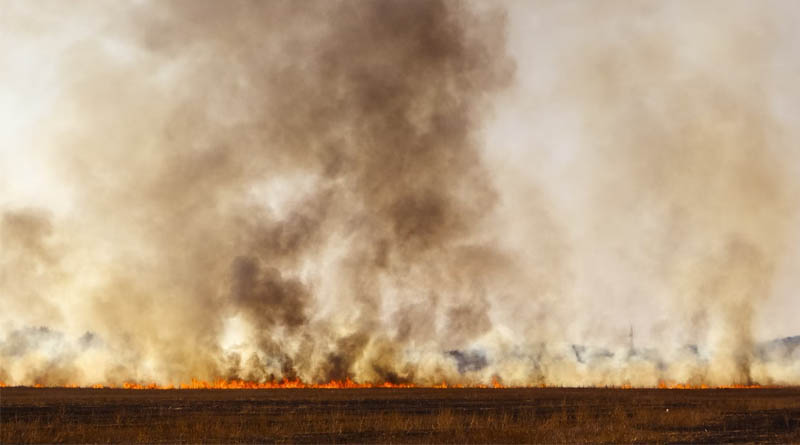 The Hidden Cost of Stubble Burning: A Public Health Crisis in Plain Sight