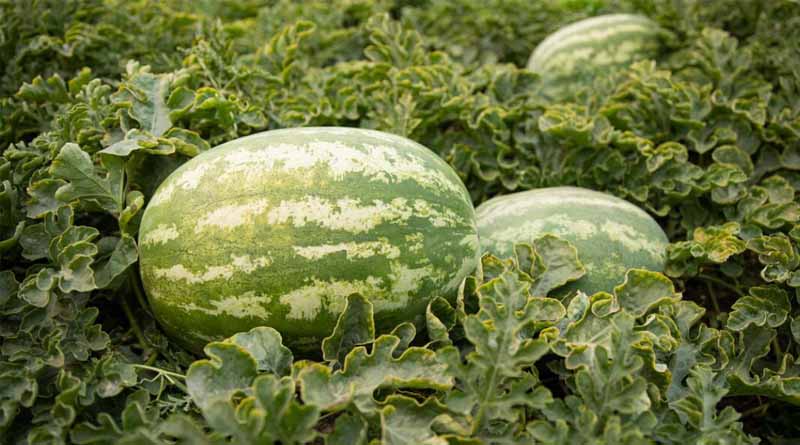 Syngenta Vegetable Seeds and Apricus Seeds Announce Exclusive Global Licensing Partnership