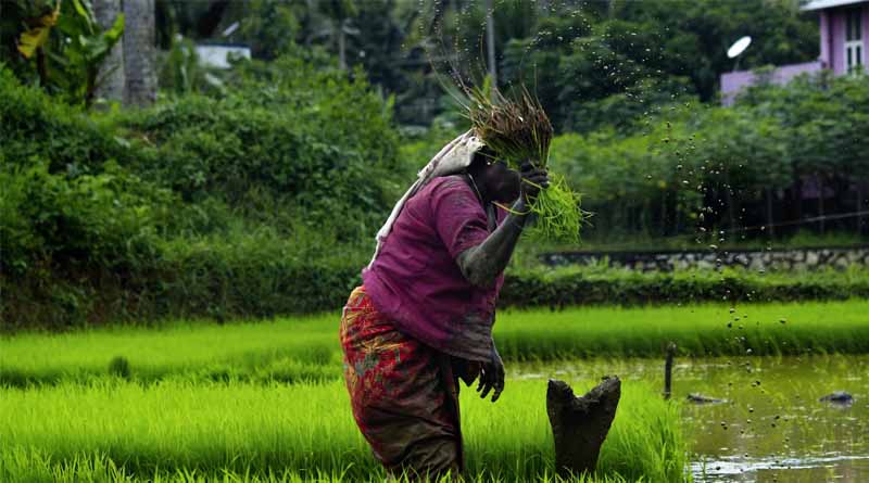 Can Budget 2025 Deliver on Promises for Indian Farmers?