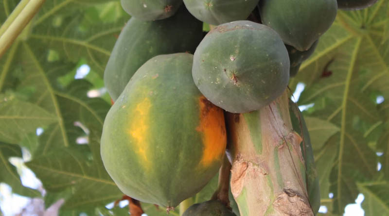 Unlocking the Potential of Papaya Cultivation in India: A Path to Prosperity