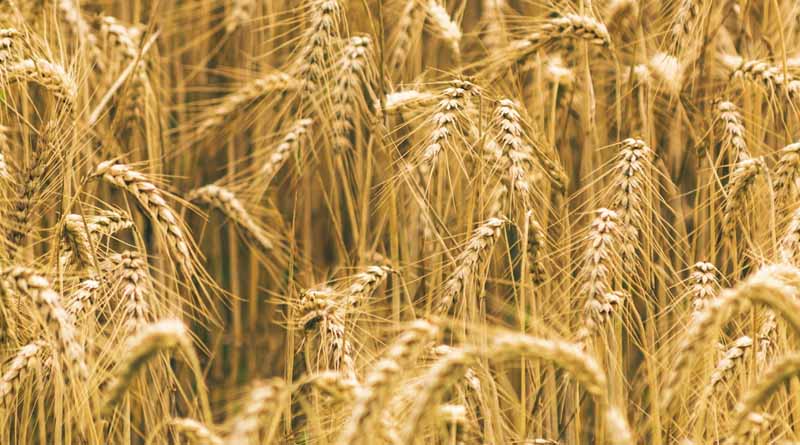 Wheat Variety Pusa Ahilya (HI 1634)
