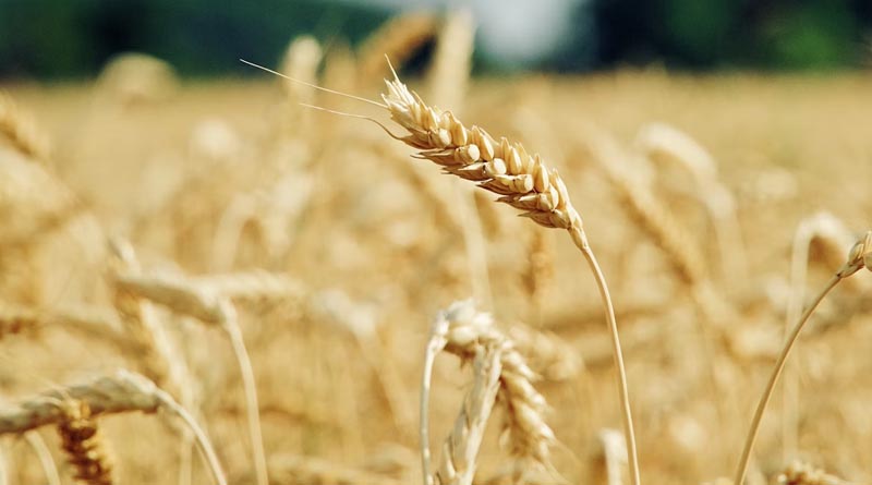 Wheat Variety Pusa Vani (HI 1633)