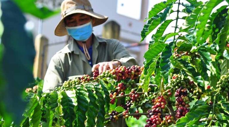 EUDR Delayed, Vietnam Remains Committed To A Green Development Plan