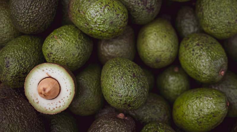 Effective Irrigation Techniques for Avocado Cultivation