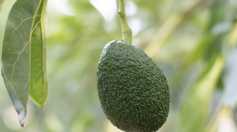 Avocado Cultivation: Effective Propagation Methods and Ideal Rootstocks