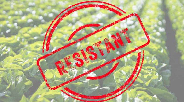 Creating Lettuce Resistant to New Downy Mildew Races