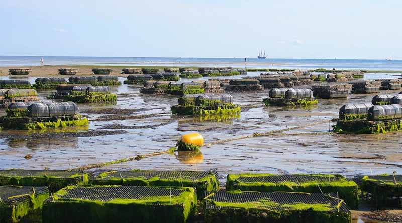 CABI’s New Aquaculture And Fisheries Collection Provides Comprehensive Information Resource