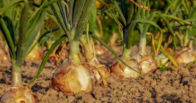 India to Establish Regional Onion Stockholding Centers for Supply Stability
