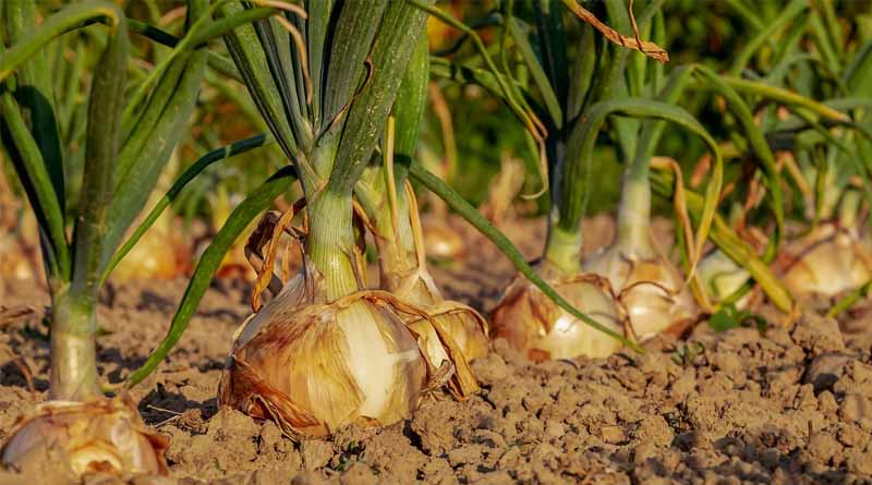 India to Establish Regional Onion Stockholding Centers for Supply Stability
