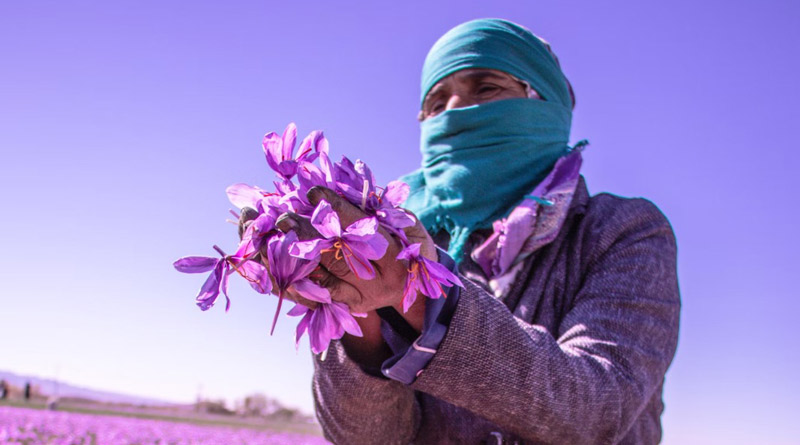 Why Kashmir's Farmers Are Moving Saffron Cultivation Indoors