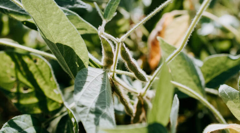 Government Extends Soybean and Groundnut Procurement Period in 7 States